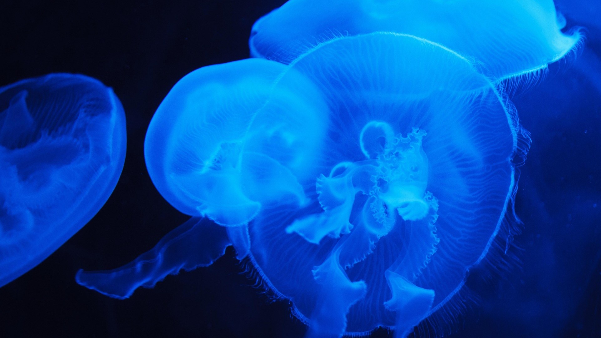 The Link Between Climate Change and Marine Ecosystems