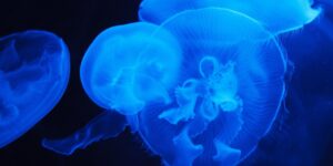 The Link Between Climate Change and Marine Ecosystems