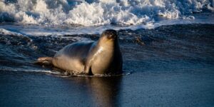 Elephant seals and bird flu