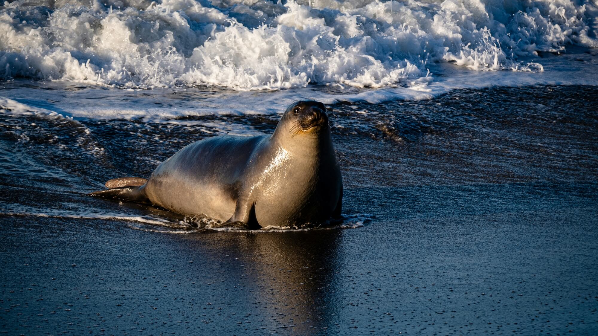Elephant seals and bird flu